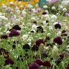 Ördögszem › Scabiosa Atropurpurea › Black Knight