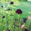 Ördögszem › Scabiosa Atropurpurea › Black Knight