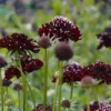 Ördögszem › Scabiosa Atropurpurea › Black Knight