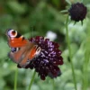 Ördögszem › Scabiosa Atropurpurea › Black Knight