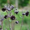Harangláb › Aquilegia Vulgaris › Black Barlow