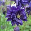 Harangláb › Aquilegia Vulgaris › Blue Barlow