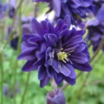 Harangláb › Aquilegia Vulgaris › Blue Barlow