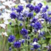 Harangláb › Aquilegia Vulgaris › Blue Barlow