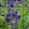 Harangláb › Aquilegia Vulgaris › Blue Barlow