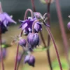 Harangláb › Aquilegia Vulgaris › Blue Barlow