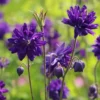 Harangláb › Aquilegia Vulgaris › Blue Barlow