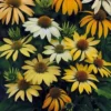 Kasvirág › Echinacea Purpurea › Mellow Yellows