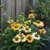 Kasvirág › Echinacea Purpurea › Mellow Yellows
