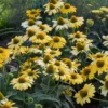 Kasvirág › Echinacea Purpurea › Mellow Yellows