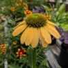 Kasvirág › Echinacea Purpurea › Mellow Yellows