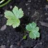 Völgycsillag › Astrantia palánta
