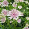 Nagy Völgycsillag › Astrantia Major