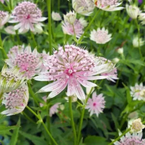 Nagy Völgycsillag › Astrantia Major