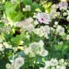 Nagy Völgycsillag › Astrantia Major