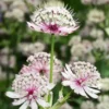 Nagy Völgycsillag › Astrantia Major