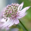 Nagy Völgycsillag › Astrantia Major