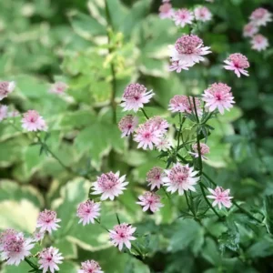Nagy Völgycsillag › Astrantia Major