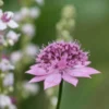 Óriás Völgycsillag › Astrantia Maxima