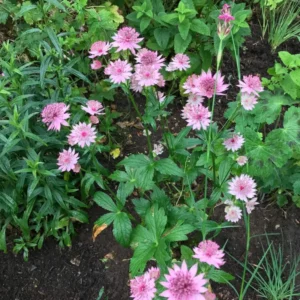 Óriás Völgycsillag › Astrantia Maxima