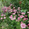 Óriás Völgycsillag › Astrantia Maxima