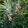 Óriás Völgycsillag › Astrantia Maxima