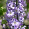Szarkaláb › Delphinium Consolida › Fancy Purple Picotee