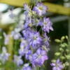 Szarkaláb › Delphinium Consolida › Fancy Purple Picotee