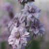Szarkaláb › Delphinium Consolida › Misty Lavender