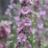 Szarkaláb › Delphinium Consolida › Misty Lavender