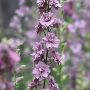 Szarkaláb › Delphinium Consolida › Misty Lavender