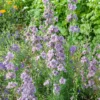 Szarkaláb › Delphinium Consolida › Misty Lavender