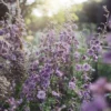 Szarkaláb › Delphinium Consolida › Misty Lavender