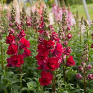 Tátika › Antirrhinum Majus › Madame Butterfly Red