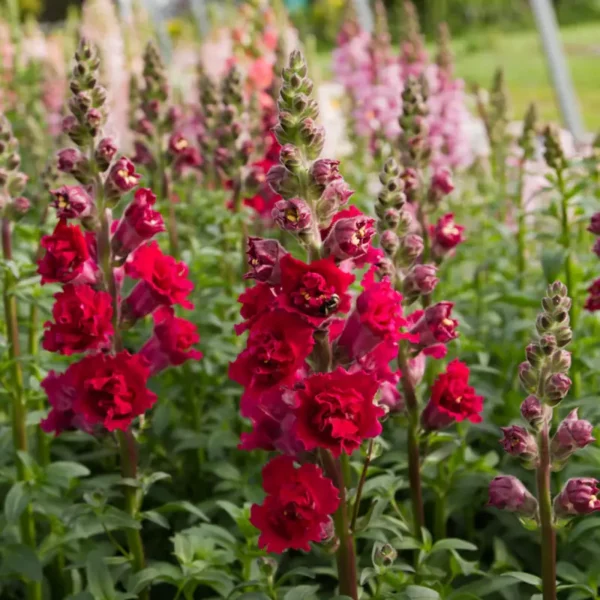 Tátika › Antirrhinum Majus › Madame Butterfly Red