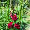 Tátika › Antirrhinum Majus › Madame Butterfly Red a Napfényes virágfarmon