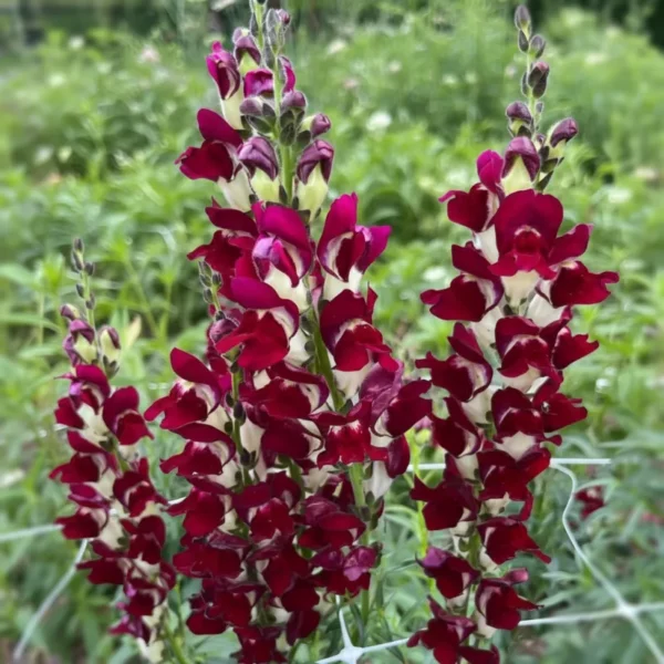 Tátika › Antirrhinum Majus › Night and Day