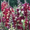 Tátika › Antirrhinum Majus › Night and Day