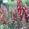 Tátika › Antirrhinum Majus › Night and Day