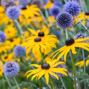 Kúpvirág: A kertek gyöngyszeme