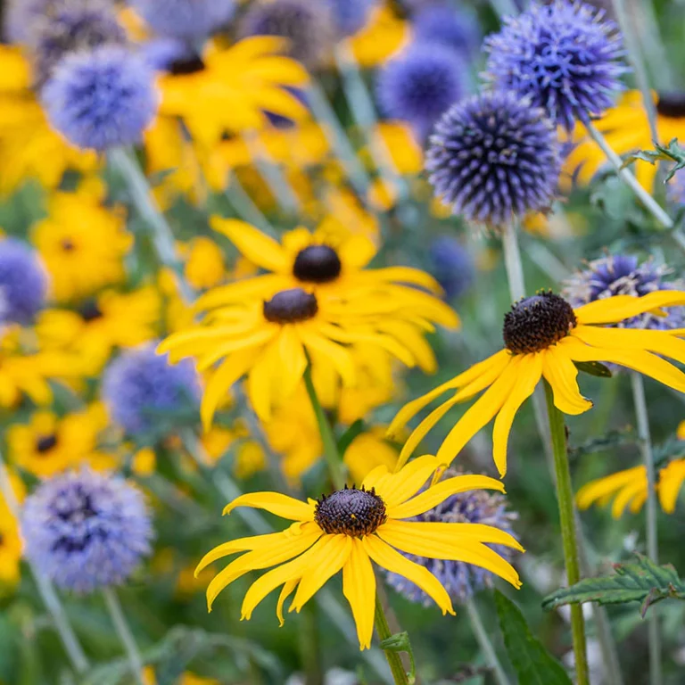 Kúpvirág: A kertek gyöngyszeme