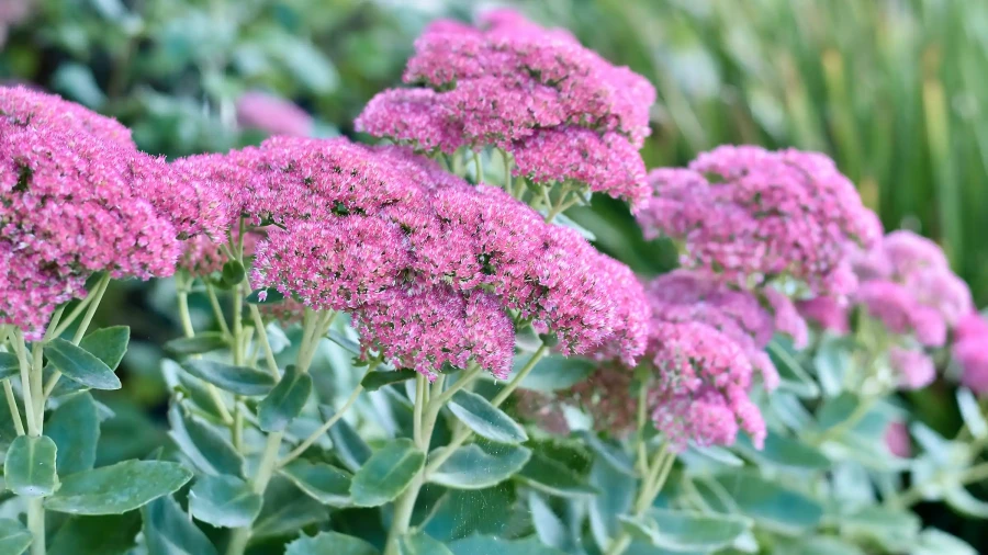 Sedum- Pompás varjúháj szaporítása dugványozással