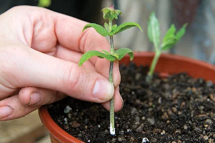 Salvia dugványozás