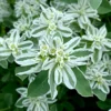 Jégvirág › Euphorbia Marginata › Snow on the Mountain