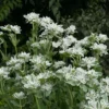 Jégvirág › Euphorbia Marginata › Snow on the Mountain - Image 3