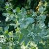 Jégvirág › Euphorbia Marginata › Snow on the Mountain - Image 2