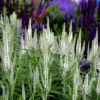 Macskafarkú Veronika › Veronica Spicata › Alba