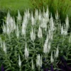 Macskafarkú Veronika › Veronica Spicata › Alba - Image 3