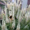 Macskafarkú Veronika › Veronica Spicata › Alba - Image 2