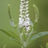 Macskafarkú Veronika › Veronica Spicata › Alba